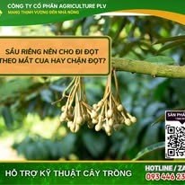 Sầu riêng nên cho đi đọt theo mắt cua hay chặn đọt