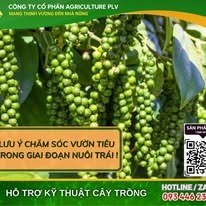 Lưu ý chăm sóc vườn tiêu giai đoạn nuôi trái