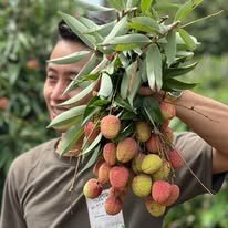 Nhà vườn thu hoạch vải