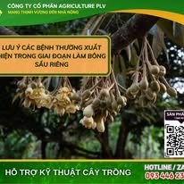 Các bệnh thường xuất hiện giai đoạn làm bông sầu riêng