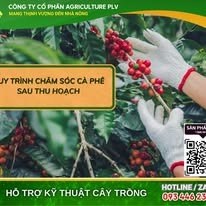 Quy trình chăm sóc cà phê sau thu hoạch